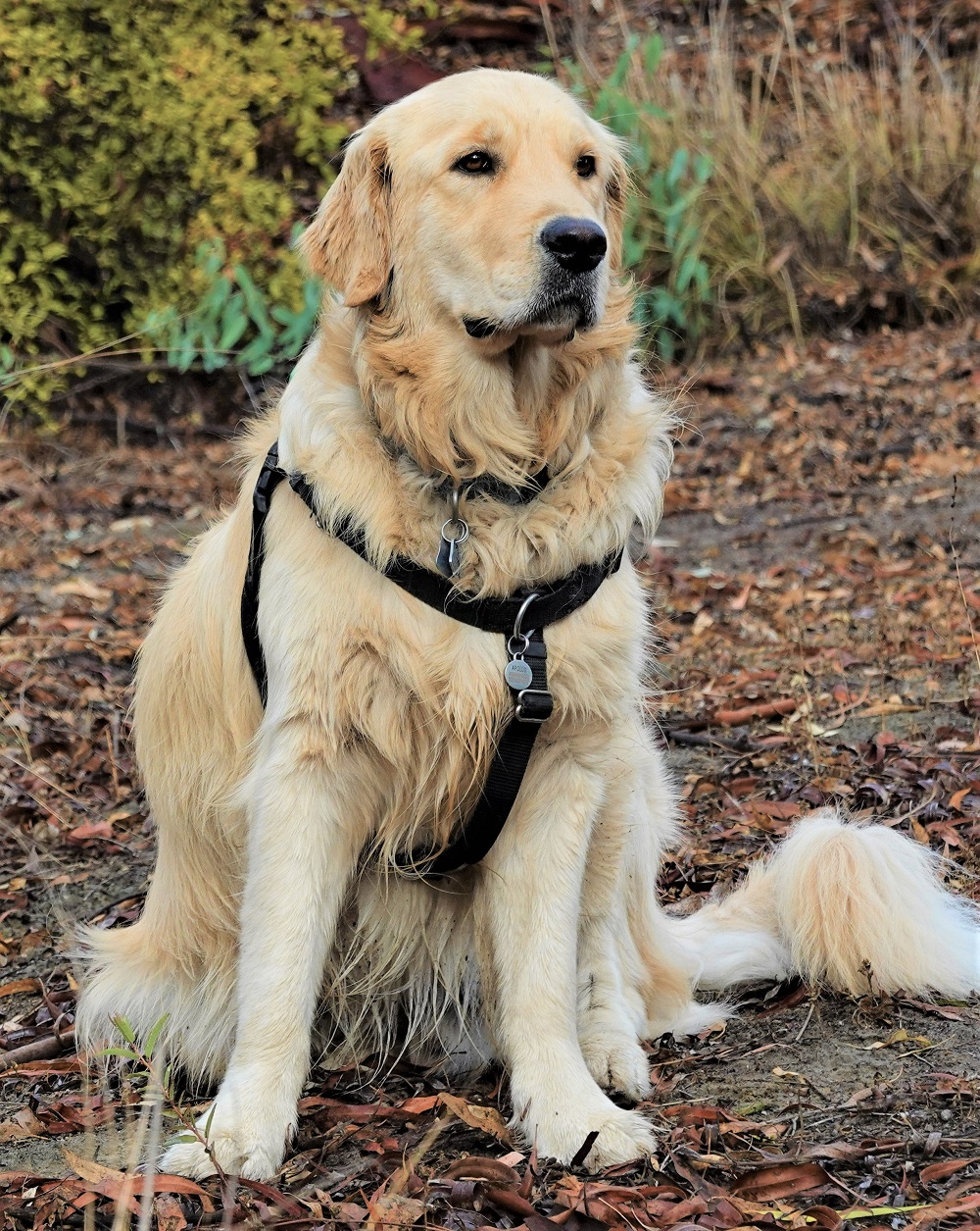 Sun Photo A00046 Apollo the golden retriever on alert